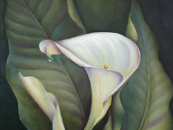 Calla Lily with Waterdrop