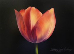 Fire Tulip