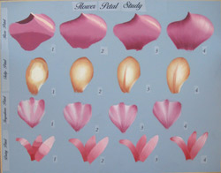 Flower Petal Study 
