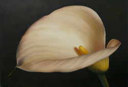 Museum Calla Lily