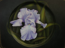 Periwinkle Iris