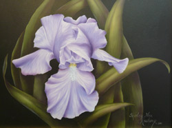 Periwinkle Iris 