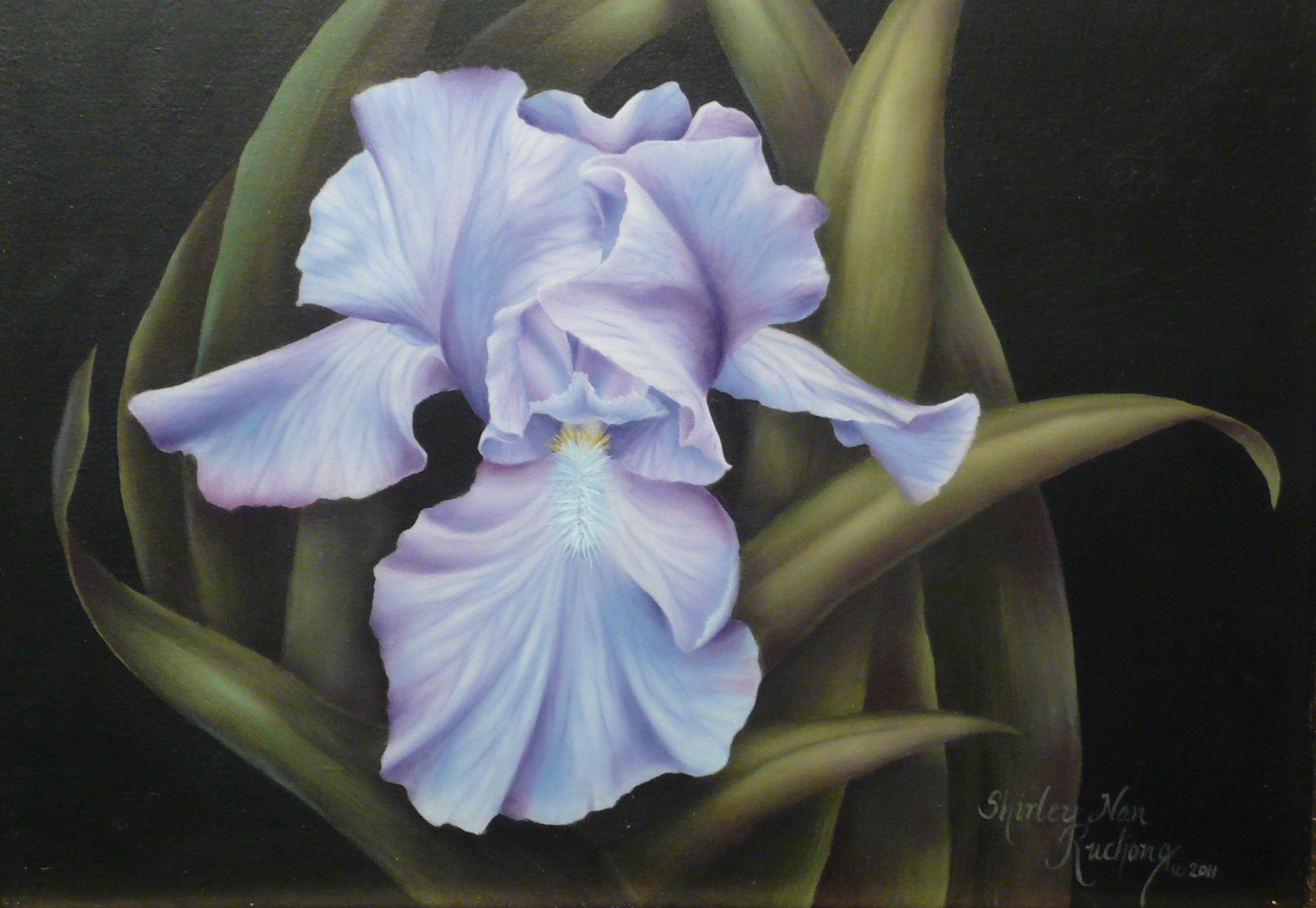 Periwinkle Iris 