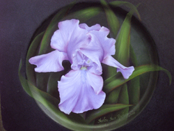 Periwinkle Iris 