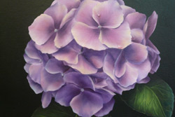 Periwinkle Hydrangea