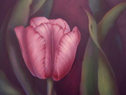 Red Violet Tulip