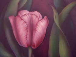 Magenta Tulip